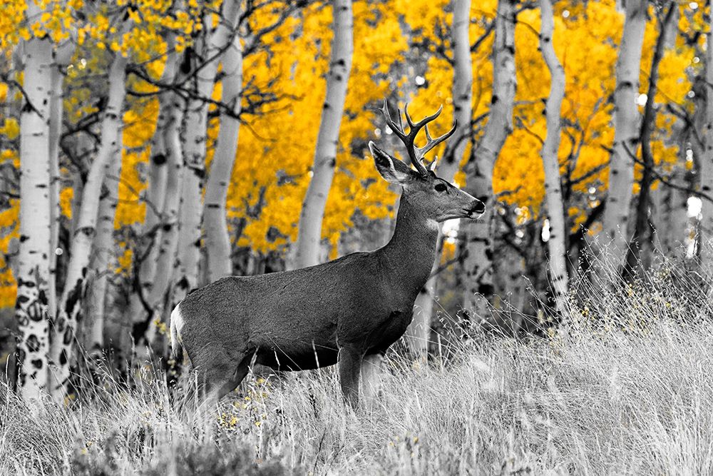 Buck art print by Kathy Mansfield for $57.95 CAD