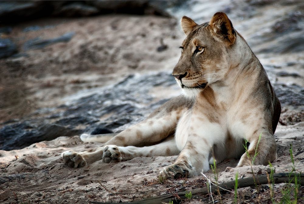 Afternoon Pose art print by Niassa Lion Project for $57.95 CAD