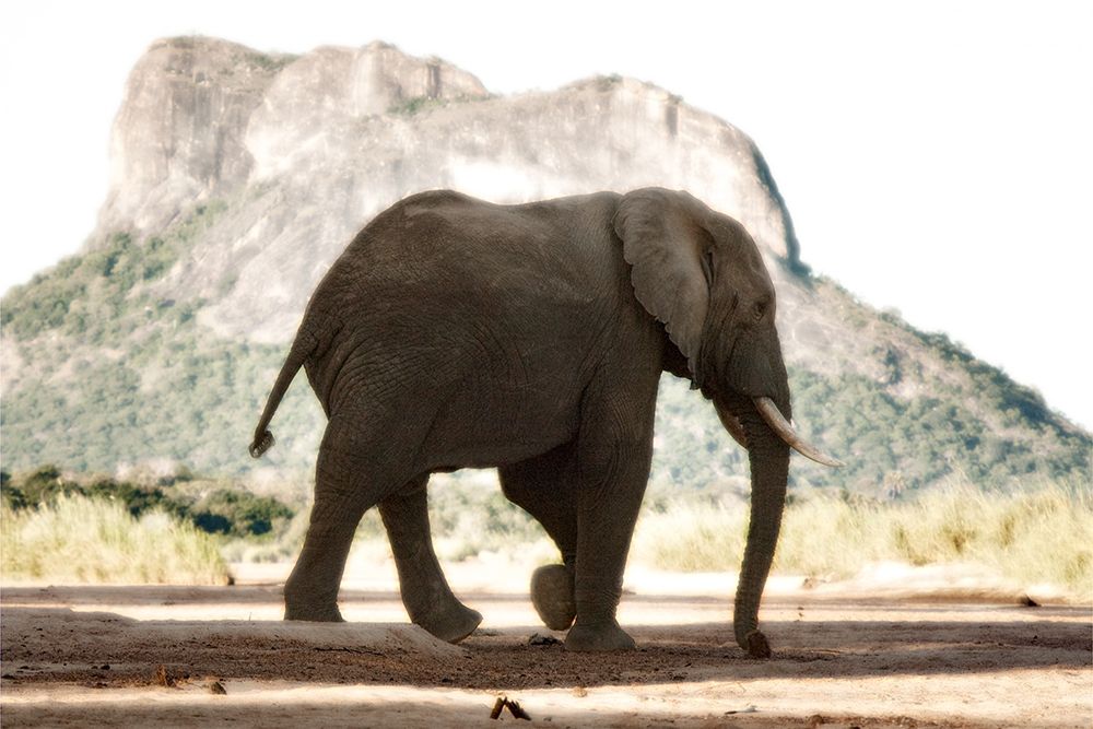 Lone Ele art print by Niassa Lion Project for $57.95 CAD