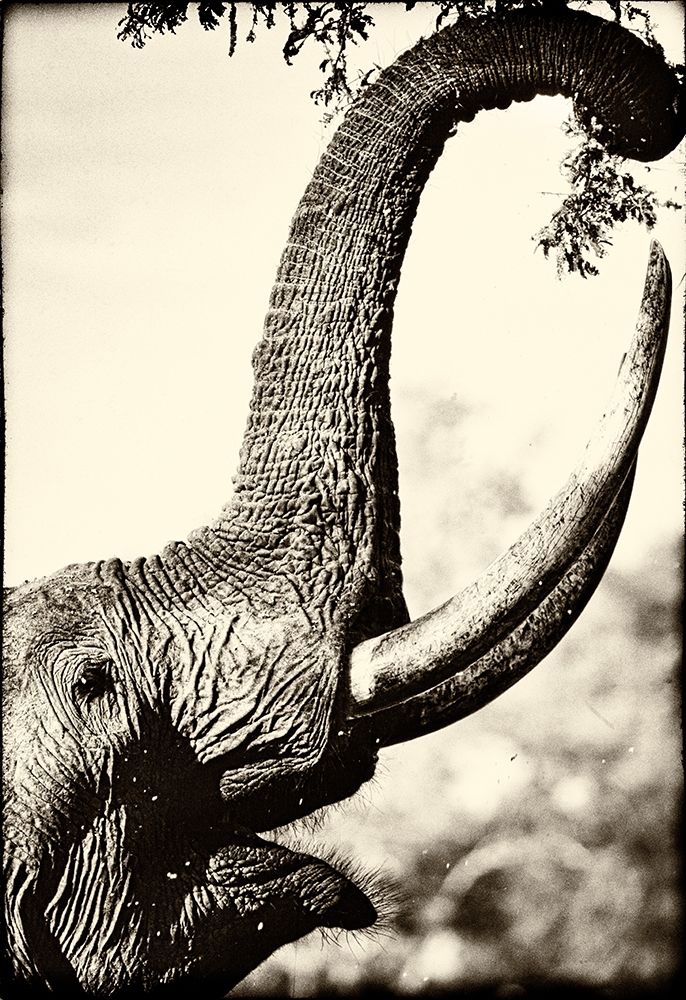 Reaching High art print by Niassa Lion Project for $57.95 CAD