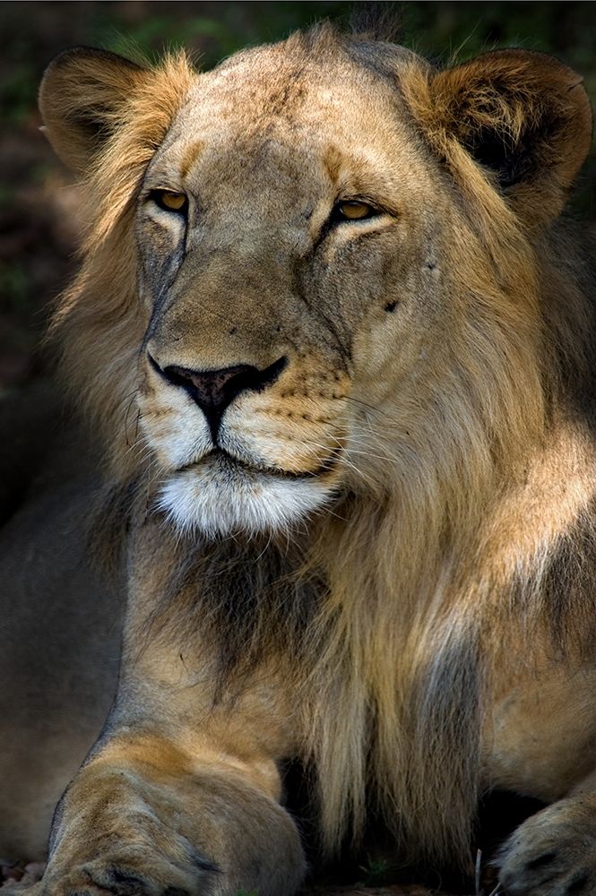 Cape Lion art print by Niassa Lion Project for $57.95 CAD