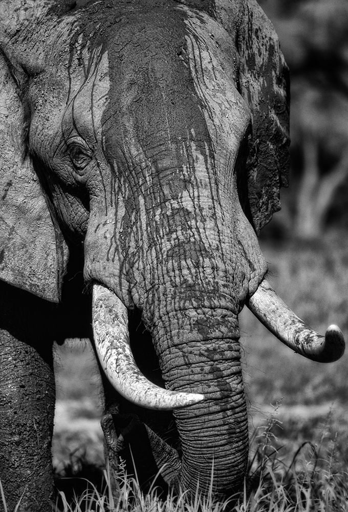 Tusks art print by Niassa Lion Project for $57.95 CAD