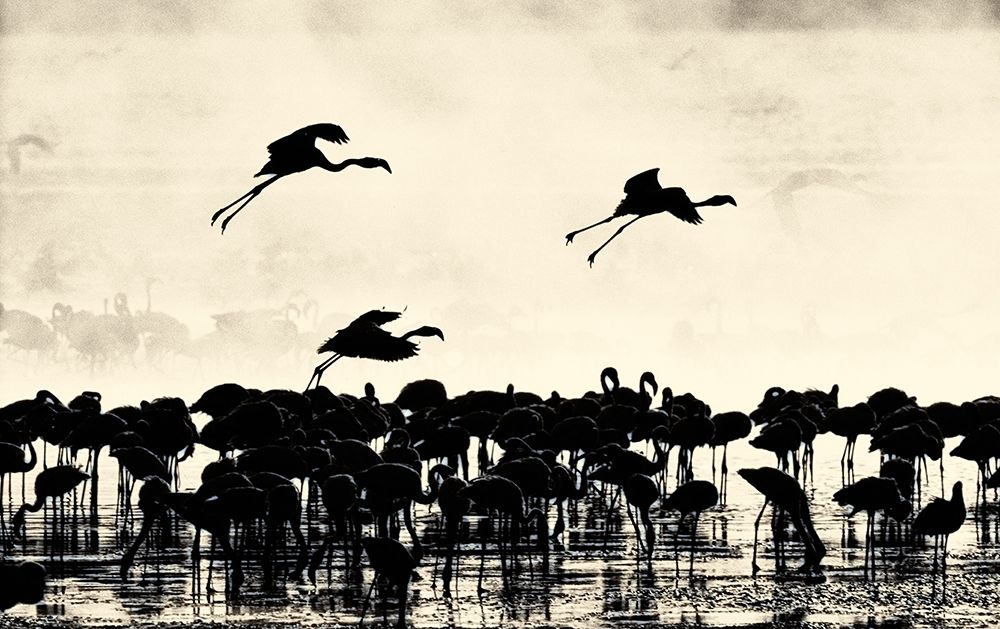 Heading East art print by Niassa Lion Project for $57.95 CAD