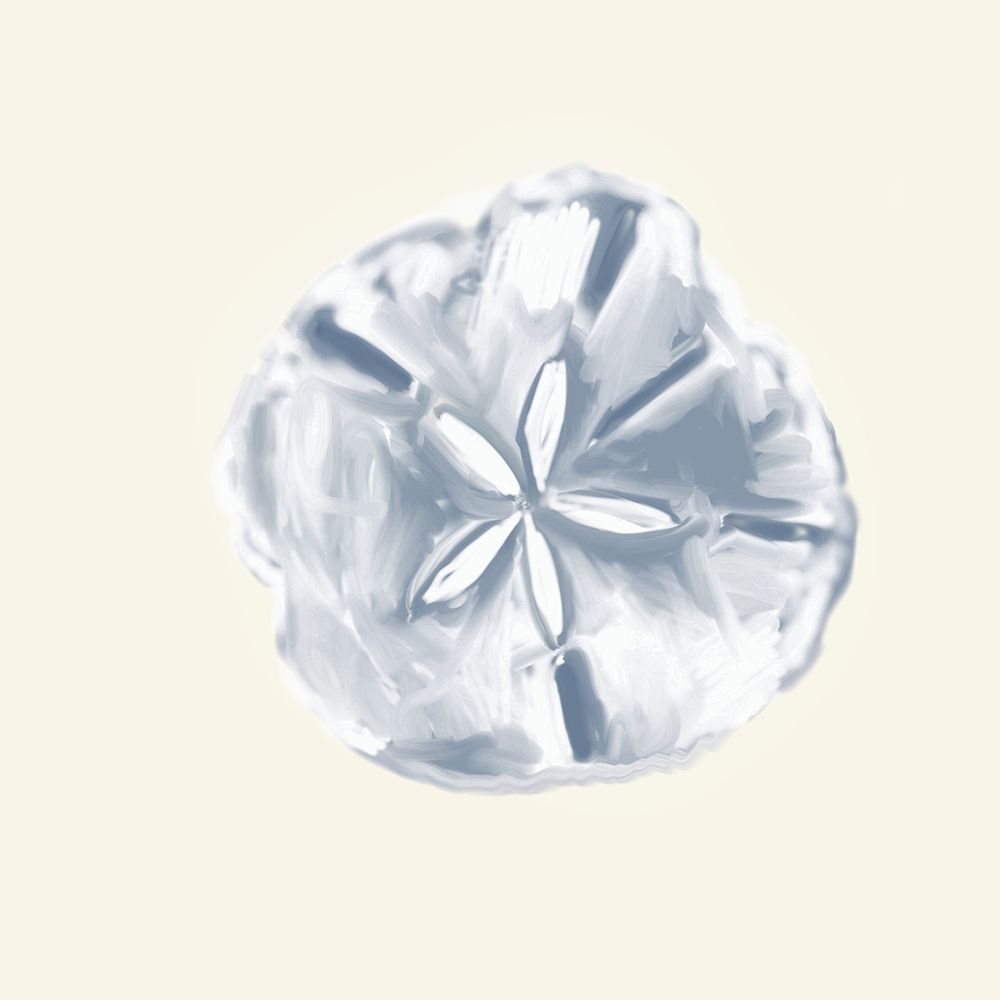 Sand Dollar on Cream art print by Julie DeRice for $57.95 CAD