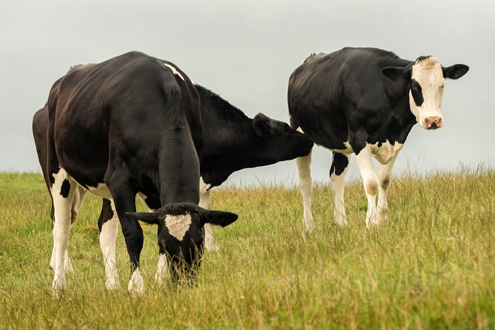 Country Cows art print by Andy Amos for $57.95 CAD