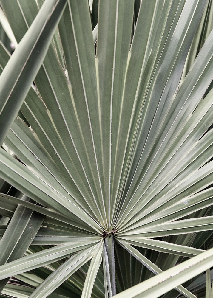 Organic Palm I art print by Andy Amos for $57.95 CAD