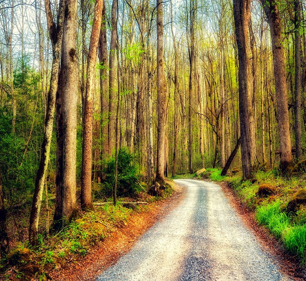 Wood Path art print by Andy Amos for $57.95 CAD