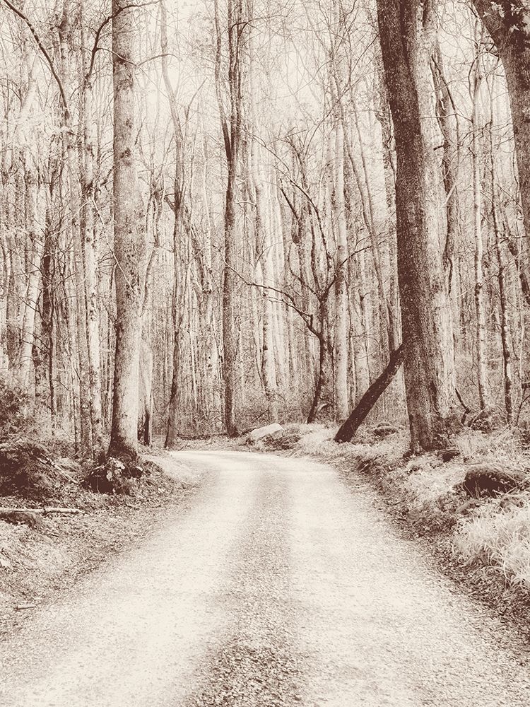 Road in the Woods art print by Andy Amos for $57.95 CAD