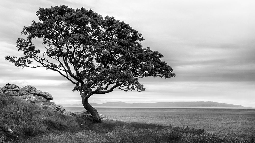 Bonsai Tree art print by Andy Amos for $57.95 CAD