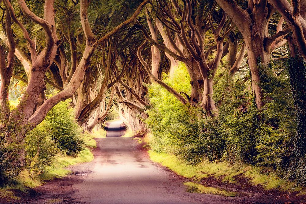 Wicked Trees Path art print by Andy Amos for $57.95 CAD