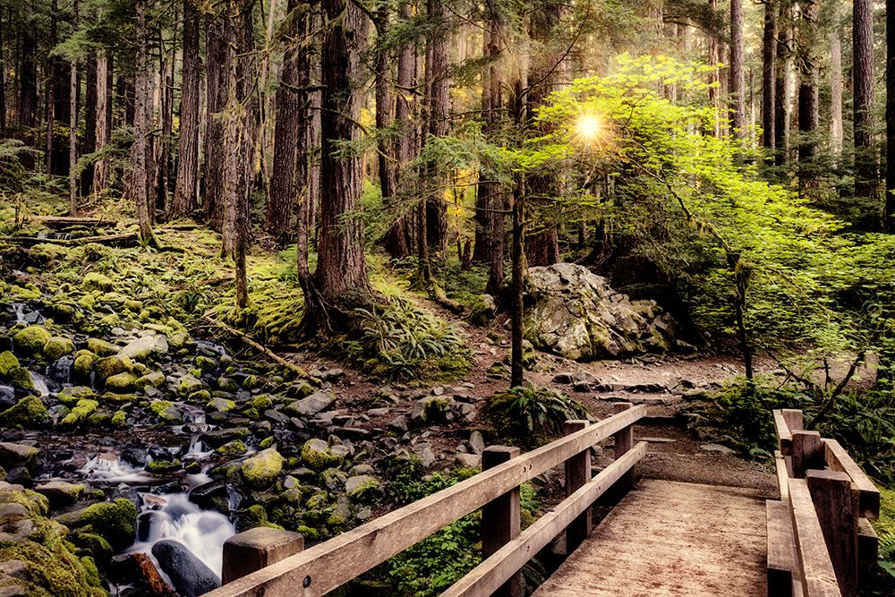 Nature Trails art print by Andy Amos for $57.95 CAD