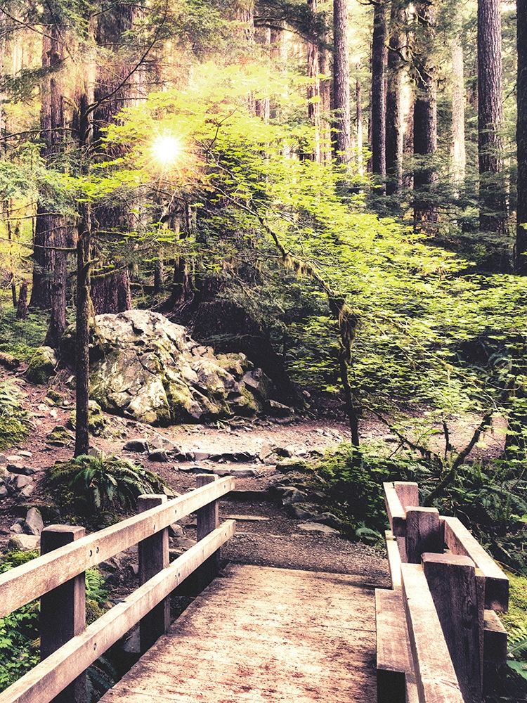 Sunlight on the Forest Path art print by Andy Amos for $57.95 CAD
