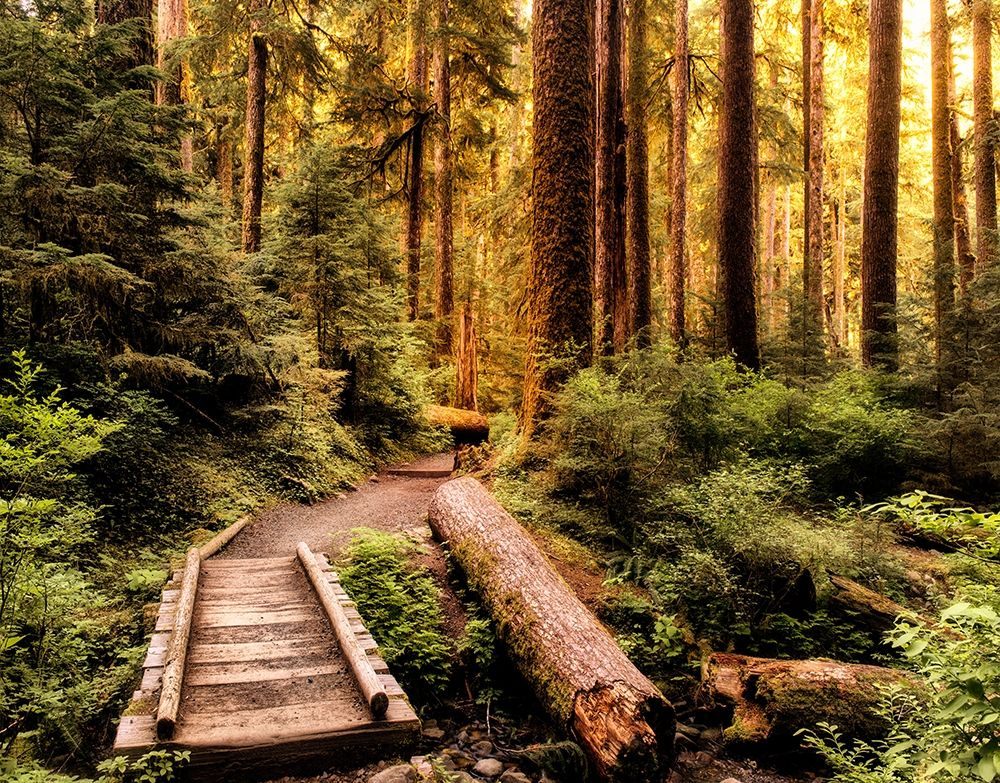 Nature Hiking Trail art print by Andy Amos for $57.95 CAD