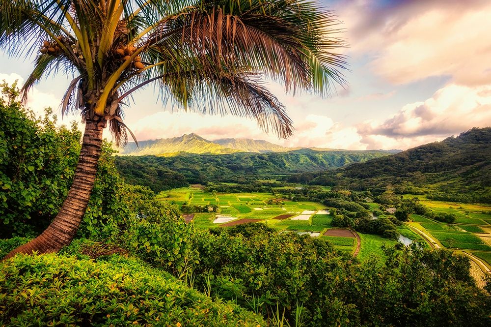 Morning in Paradise art print by Andy Amos for $57.95 CAD