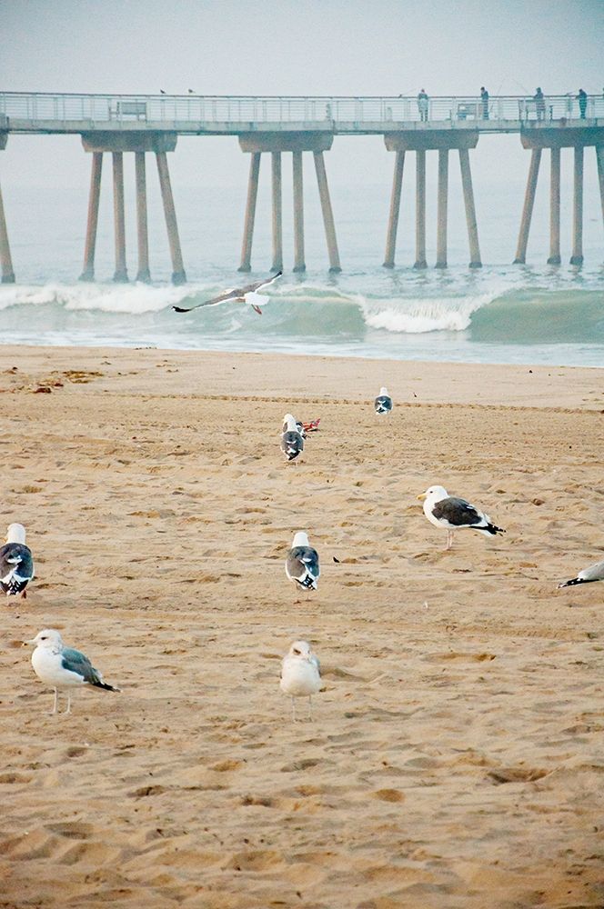Seagull Coast art print by Bill Carson Photography for $57.95 CAD