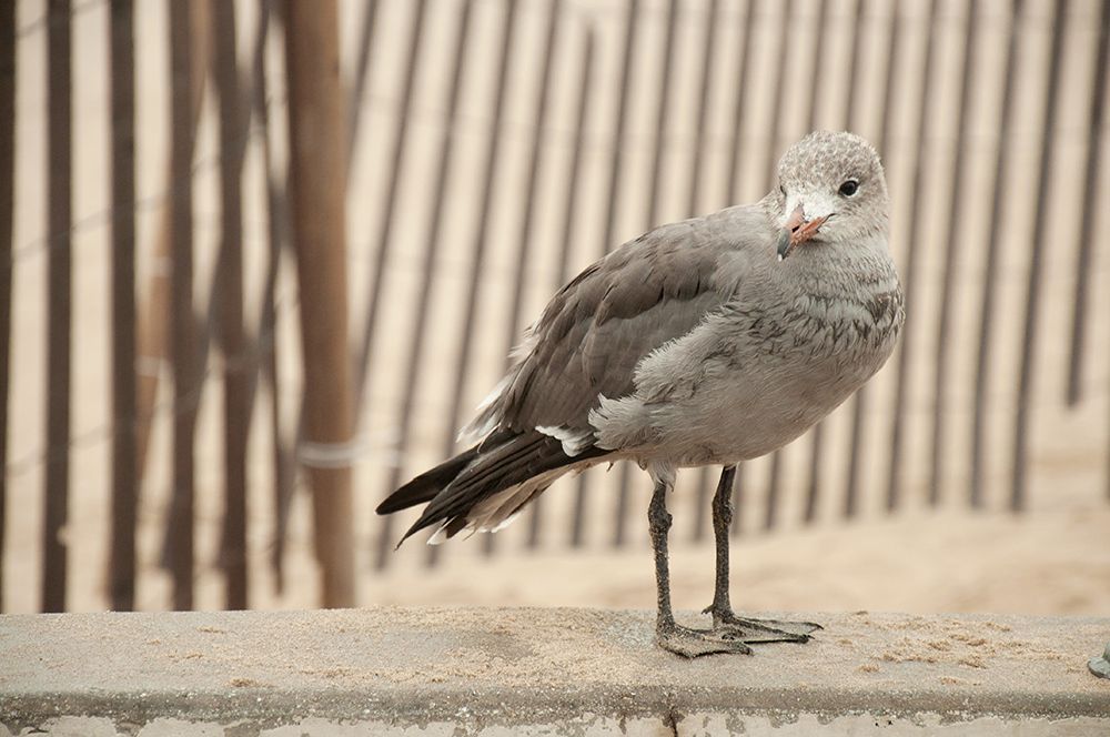 Seagull Watch art print by Bill Carson Photography for $57.95 CAD