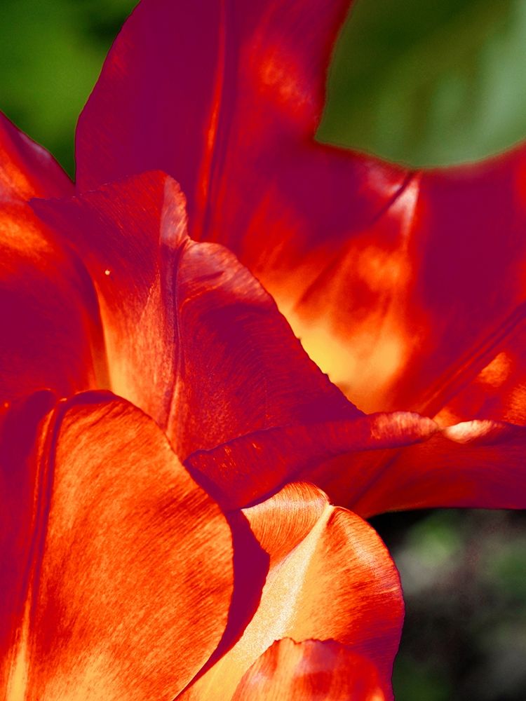 Romantic Tulips II art print by Gail Peck for $57.95 CAD