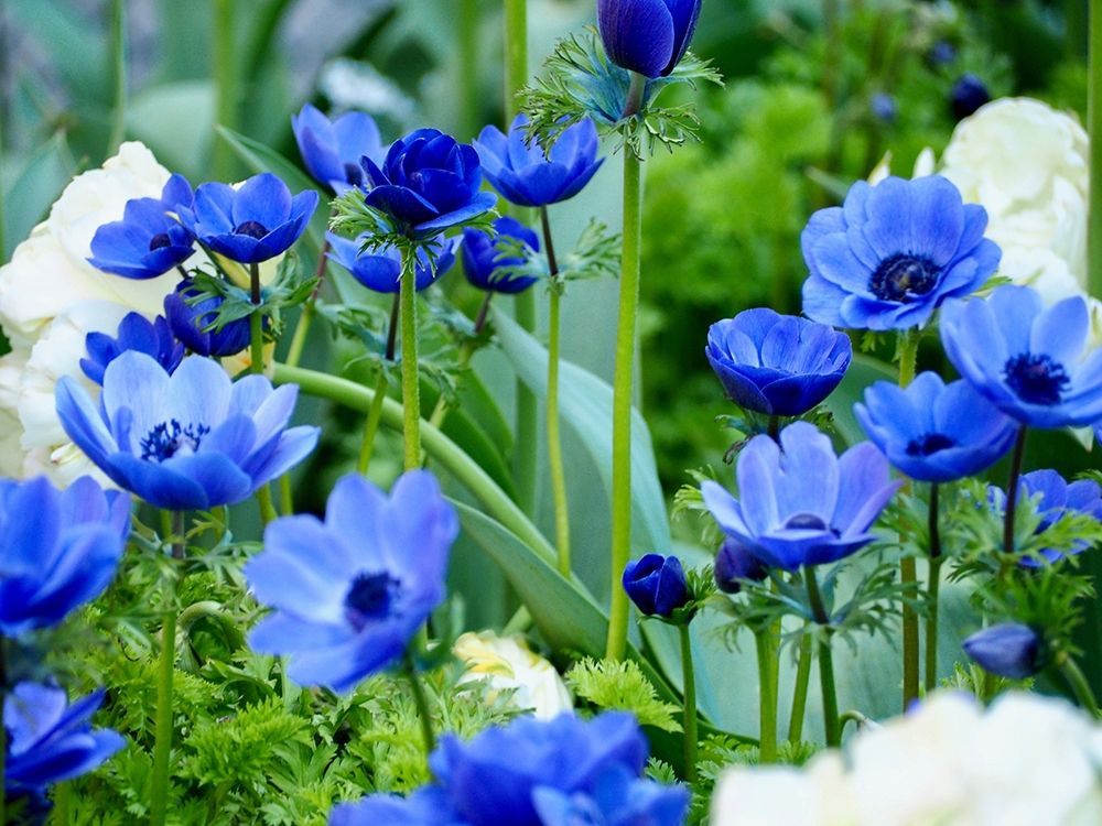Vibrant Blue Hues art print by Gail Peck for $57.95 CAD