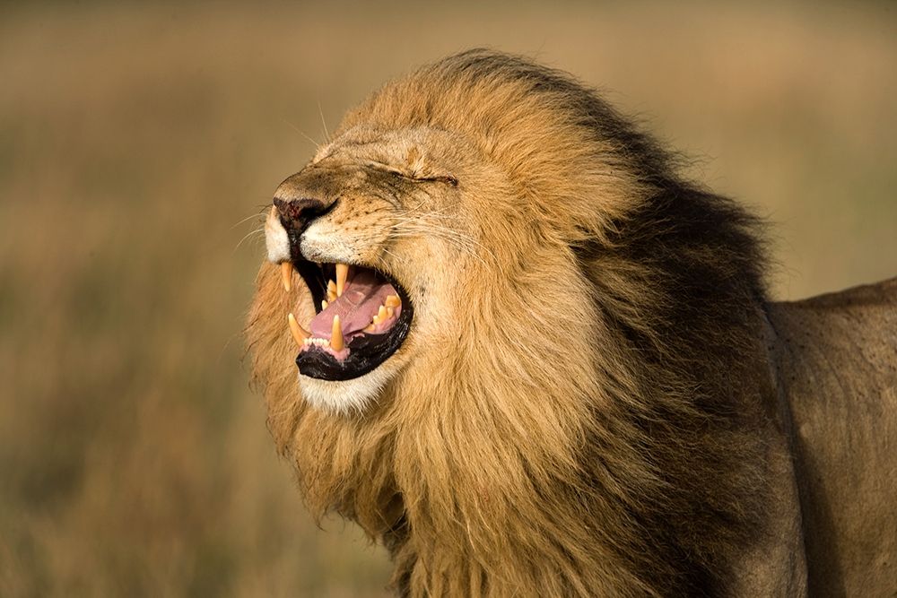 Lion Roar art print by Jimmyz for $57.95 CAD