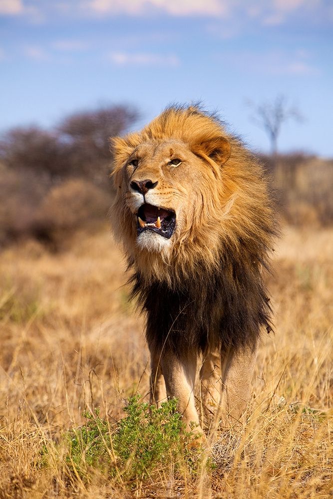 A Lions Roar art print by Jimmyz for $57.95 CAD