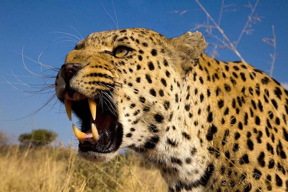 Fierce Leopard art print by Jimmyz for $57.95 CAD