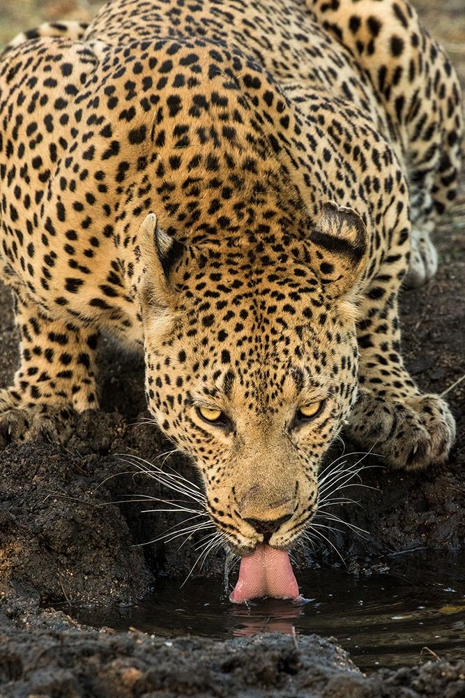 Leopard taking a Break art print by Jimmyz for $57.95 CAD