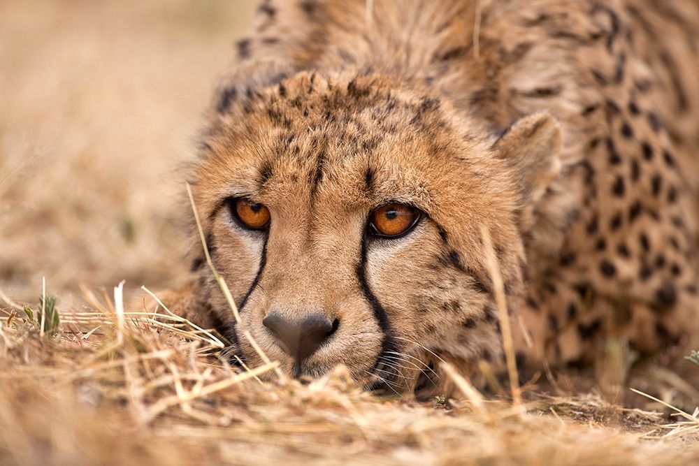 Cheetah Resting art print by Jimmyz for $57.95 CAD