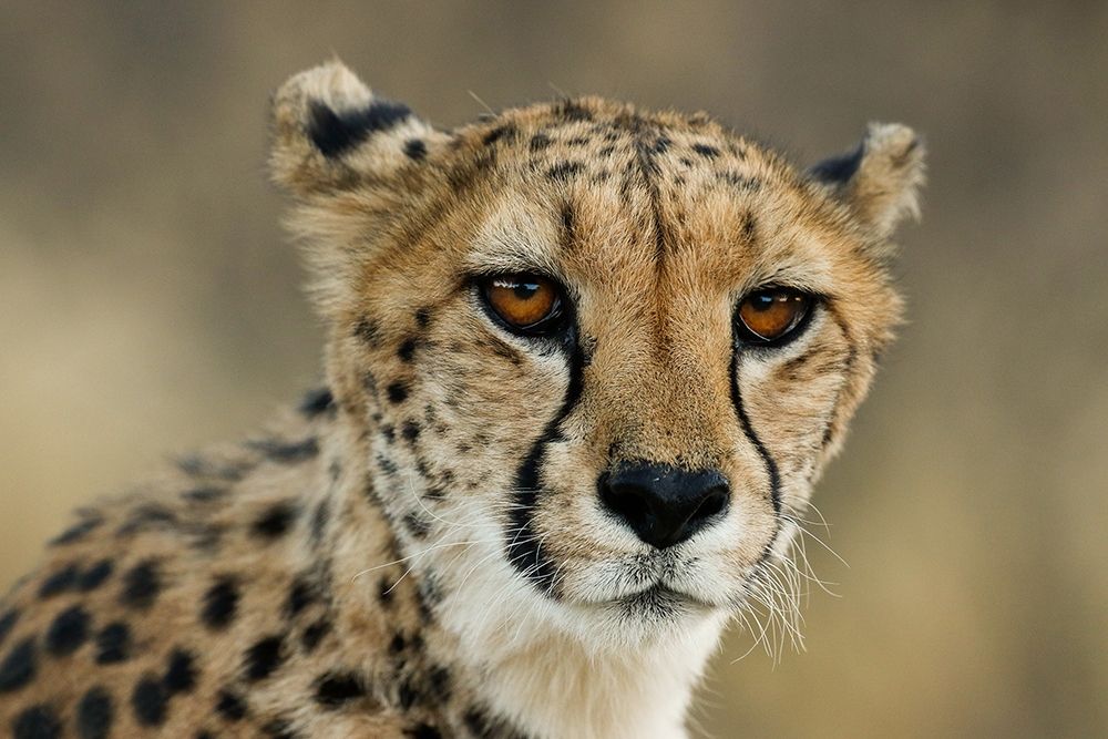 Cheetah Stare art print by Jimmyz for $57.95 CAD