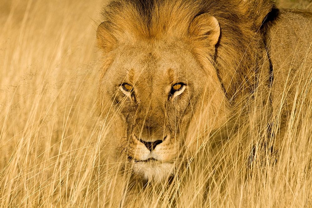 Lion Eyes art print by Jimmyz for $57.95 CAD