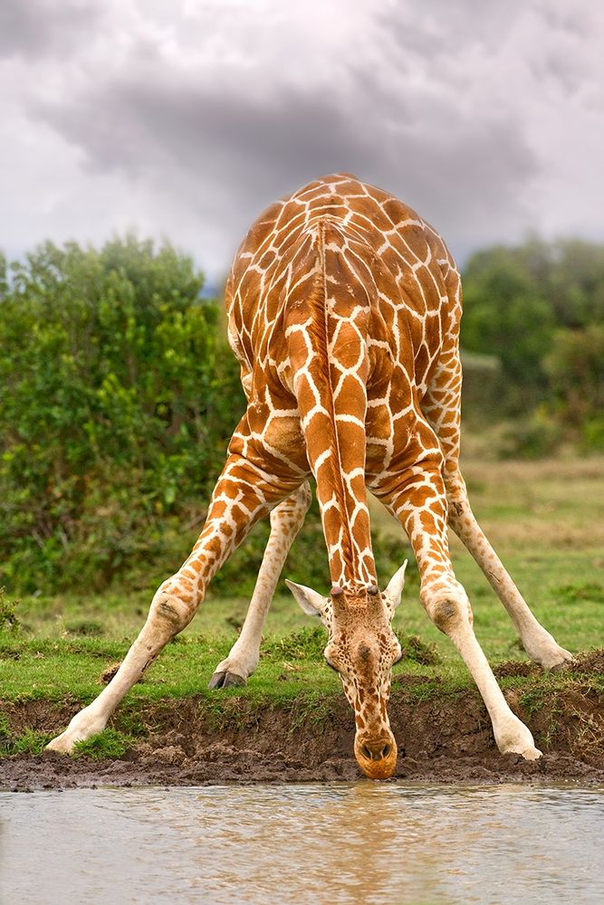Drinking Giraffe art print by Jimmyz for $57.95 CAD