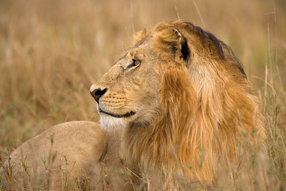 King of the Wild I art print by Jimmyz for $57.95 CAD
