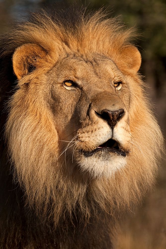 Lion at Sunset art print by Jimmyz for $57.95 CAD