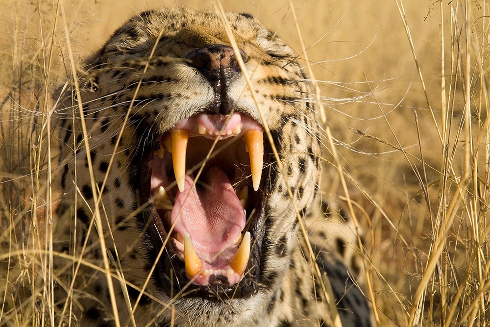Leopard Growl art print by Jimmyz for $57.95 CAD