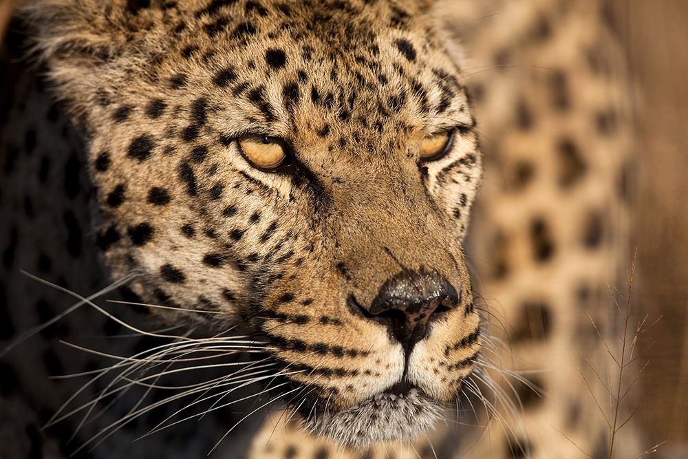 Cheetah Stare art print by Jimmyz for $57.95 CAD