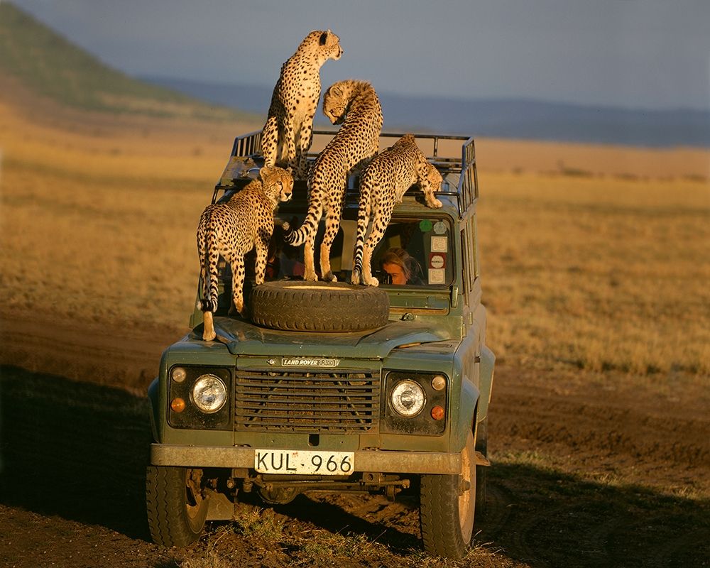 Cheetahs on Safari art print by Jimmyz for $57.95 CAD