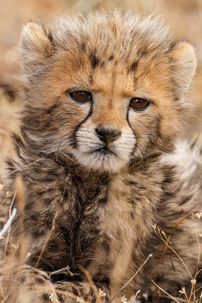Baby Cheetah art print by Jimmyz for $57.95 CAD
