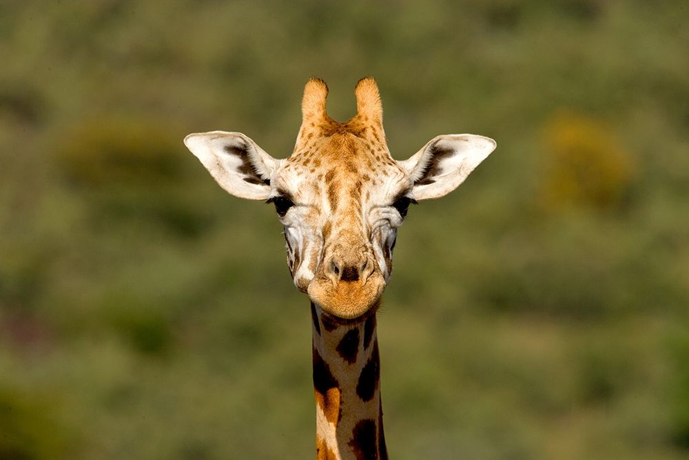 Curious Giraffe art print by Jimmyz for $57.95 CAD