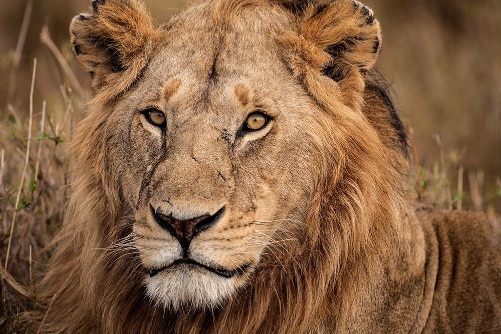 King of the Wild II art print by Jimmyz for $57.95 CAD