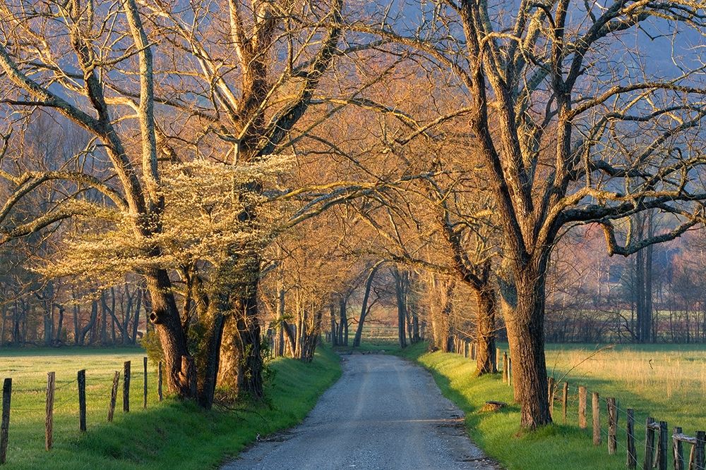 Sunset Path art print by Jimmyz for $57.95 CAD