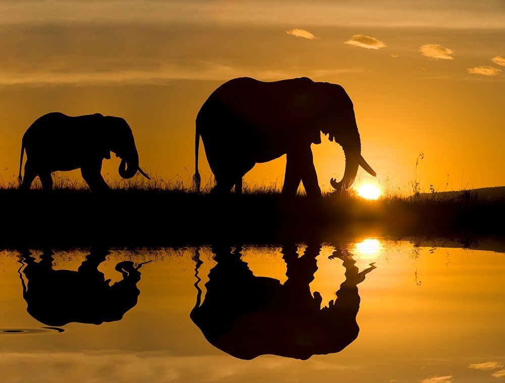 Elephants at Sundown art print by Jimmyz for $57.95 CAD