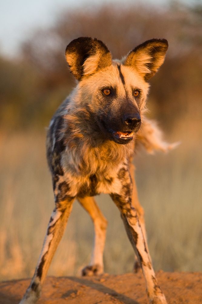 Hyena Stare art print by Jimmyz for $57.95 CAD