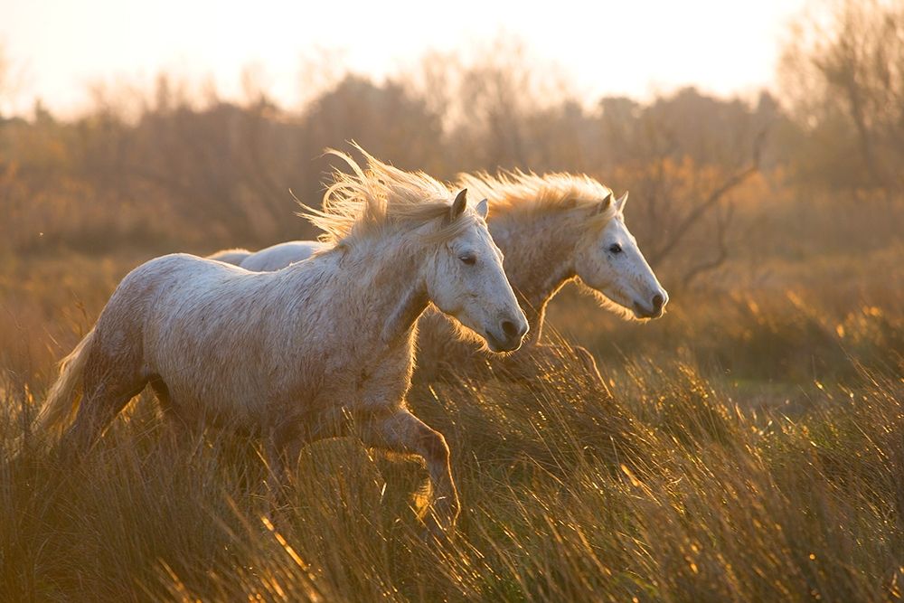 Two Horses Galloping art print by Jimmyz for $57.95 CAD