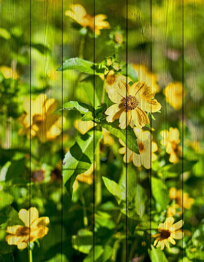 Daisies on Wood art print by Bruce Nawrocke for $57.95 CAD