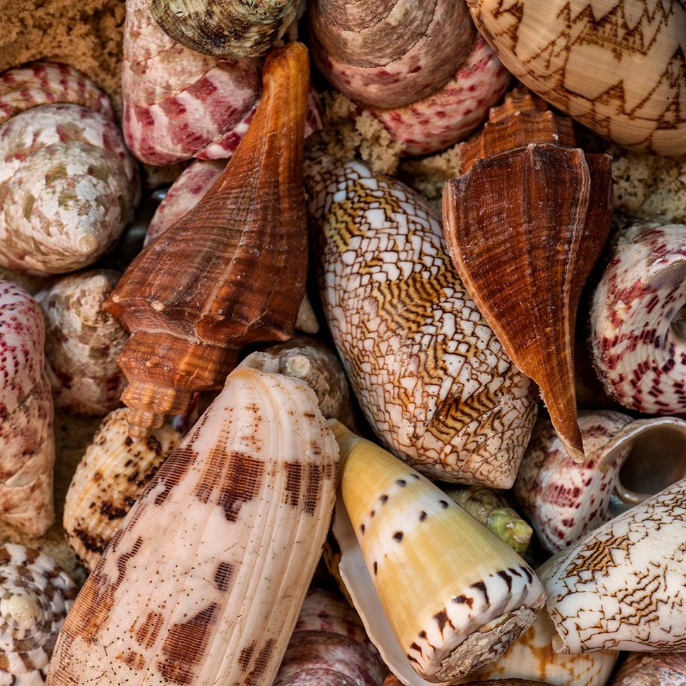 Mini Conch Shells II art print by Andy Amos for $57.95 CAD