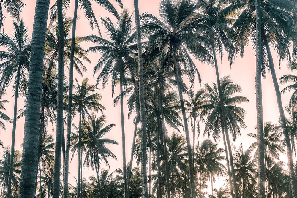 Palms View on Pink Sky I art print by Andy Amos for $57.95 CAD