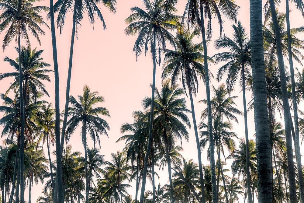 Palms View on Pink Sky II art print by Andy Amos for $57.95 CAD