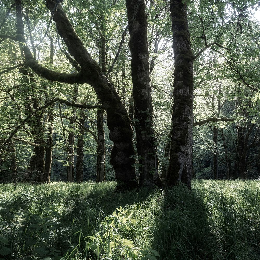 Forest Morning art print by Andy Amos for $57.95 CAD