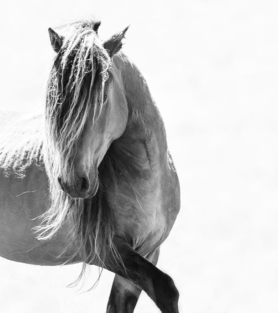 BW Stunning Stallion art print by Carol Walker for $57.95 CAD