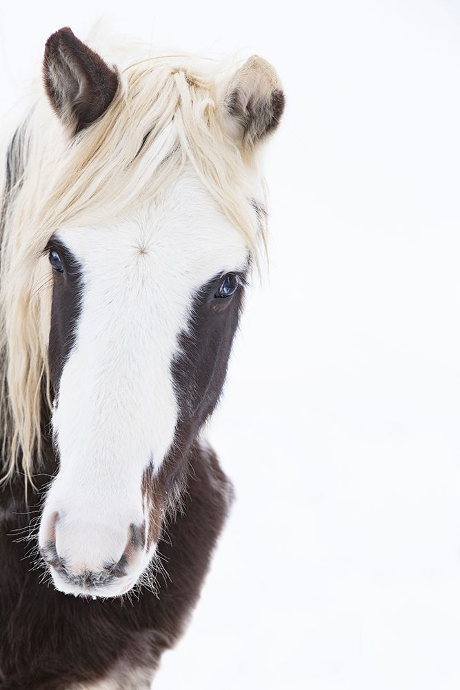 Stunning Stallion art print by Carol Walker for $57.95 CAD