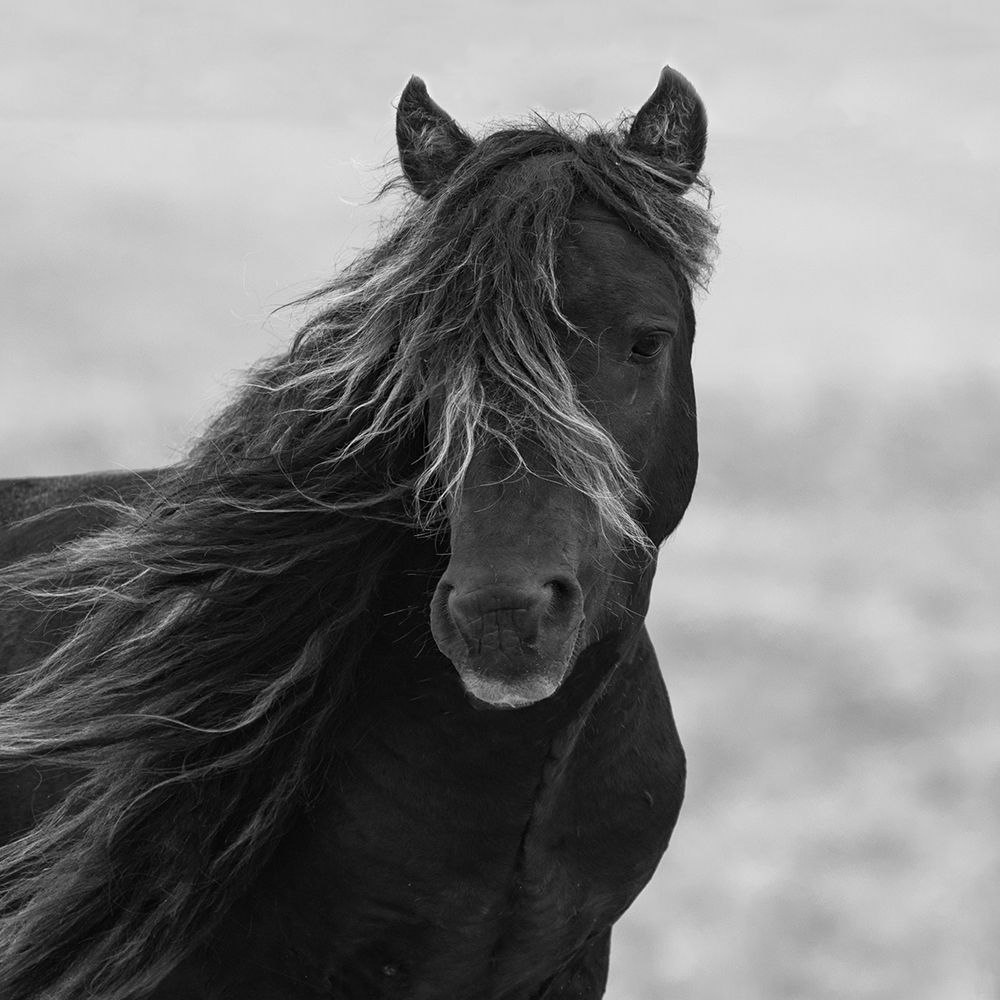 Icelandic Mare art print by Carol Walker for $57.95 CAD